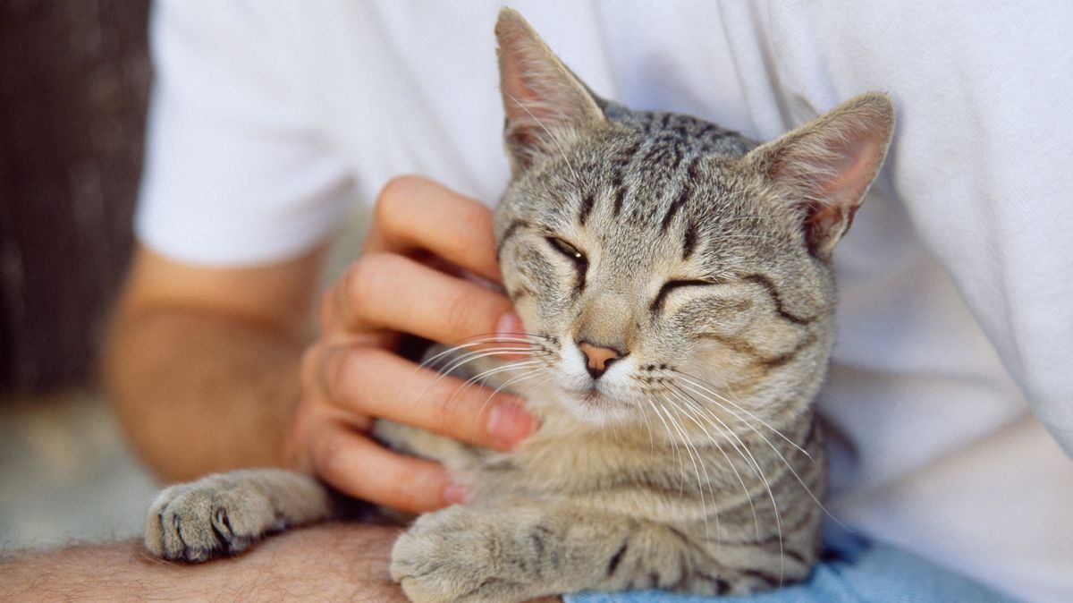 Fin neunesl smrt kočky, vyhodili ho z práce. Soud sice vyhrál, ale peníze už nespatřil